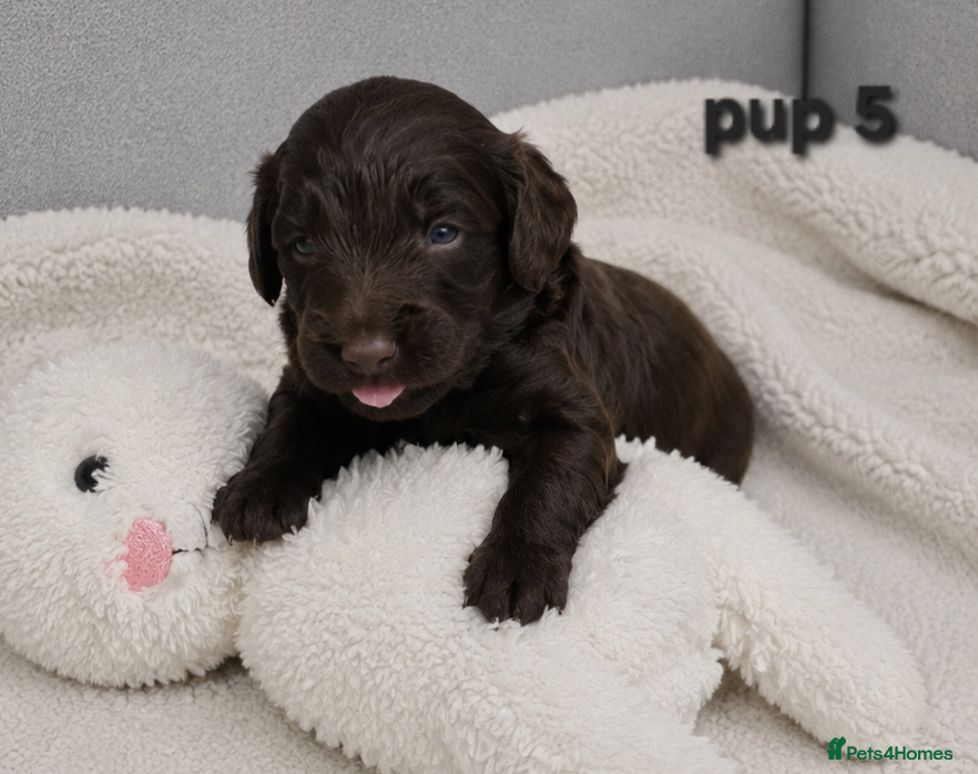 Cockapoo dogs Rare F1 cockapoo pups with mix blue eyes colour - Advert 1