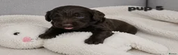 Cockapoo dogs for sale: Rare F1 cockapoo pups with mix blue eyes colour - Advert 1