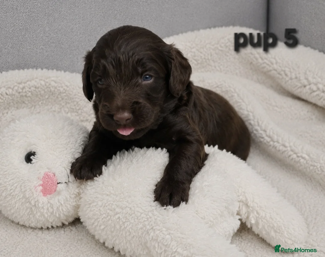 Cockapoo dogs for sale: Rare F1 cockapoo pups with mix blue eyes colour - Advert 1