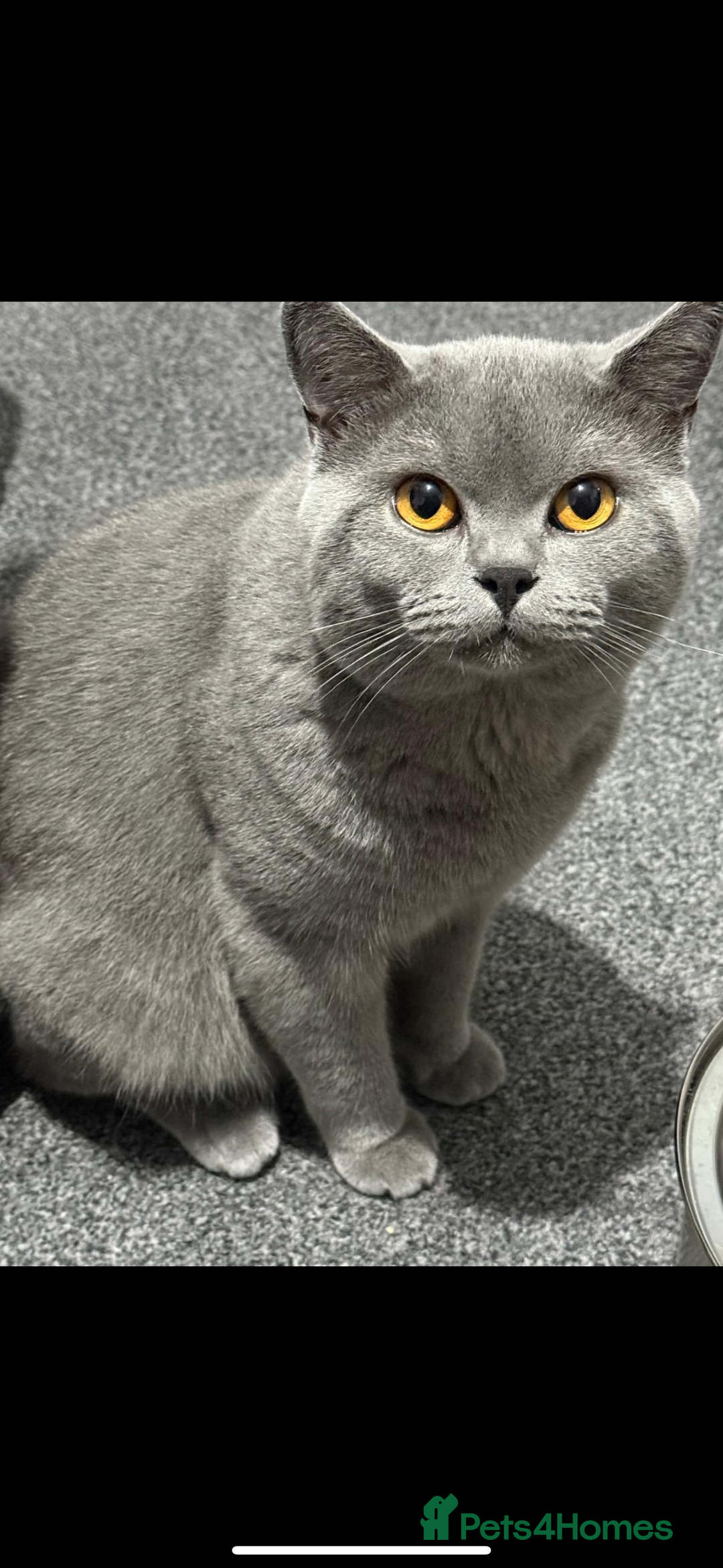 British Shorthair cats for sale: GCCF REG PURE BLUE PEDIGREE BSH ACTIVE BOY - Advert 5