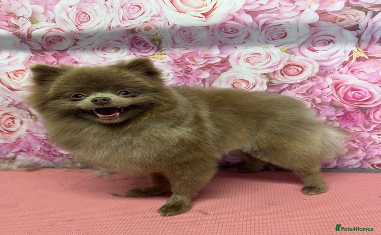 Pomeranian dogs - Advert 10