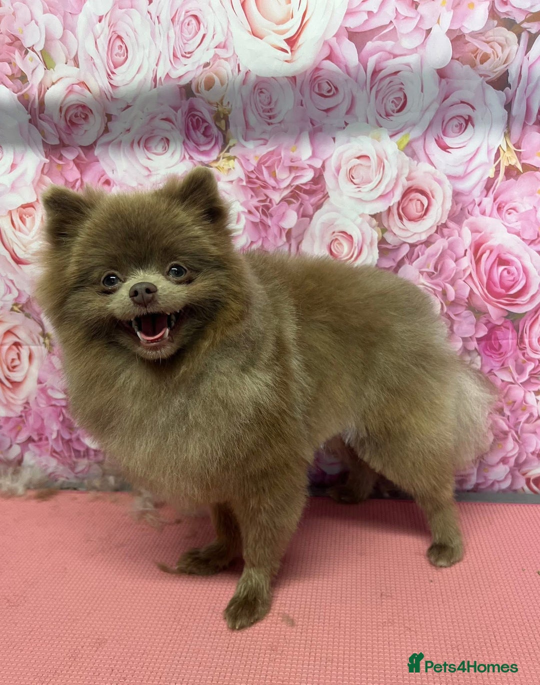 Pomeranian dogs for stud: 💙 Jimmy Pom Stud 💙 - Advert 1