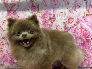 Pomeranian dogs - Advert 32