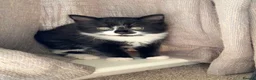 Mixed Breed cats for sale: Adorable black and white kittens for sale  - Advert 2