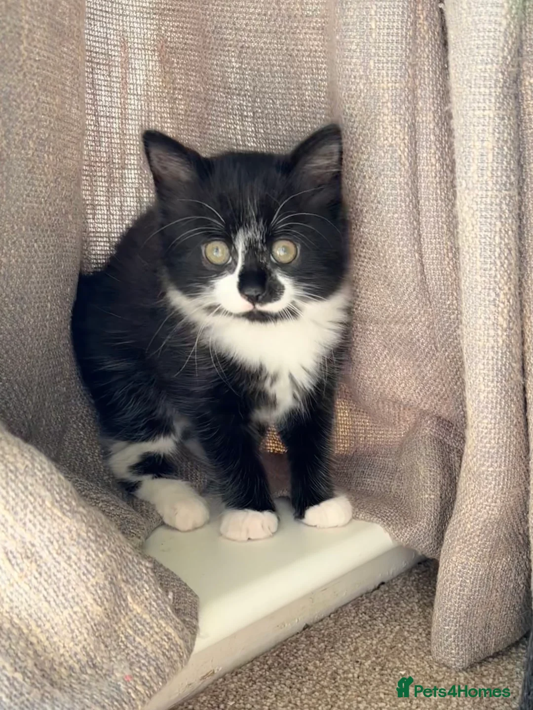 Mixed Breed cats for sale: Adorable black and white kittens for sale  - Advert 2