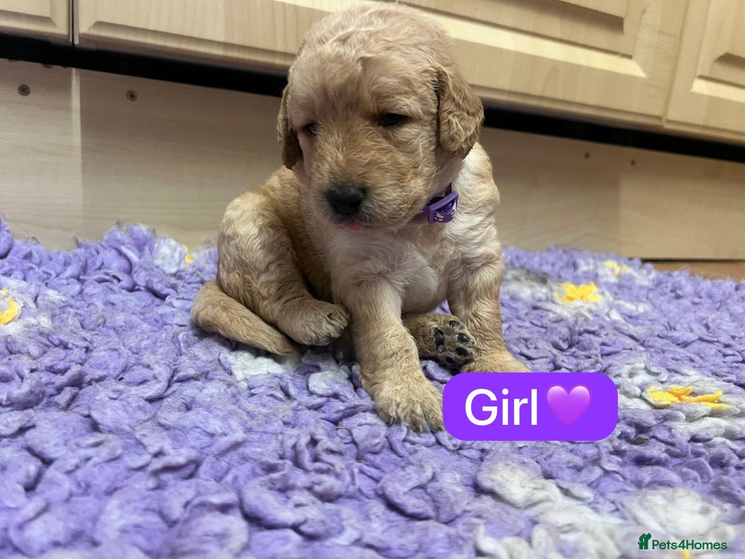 Labradoodle dogs for sale: Gorgeous labradoodle puppies - Advert 18