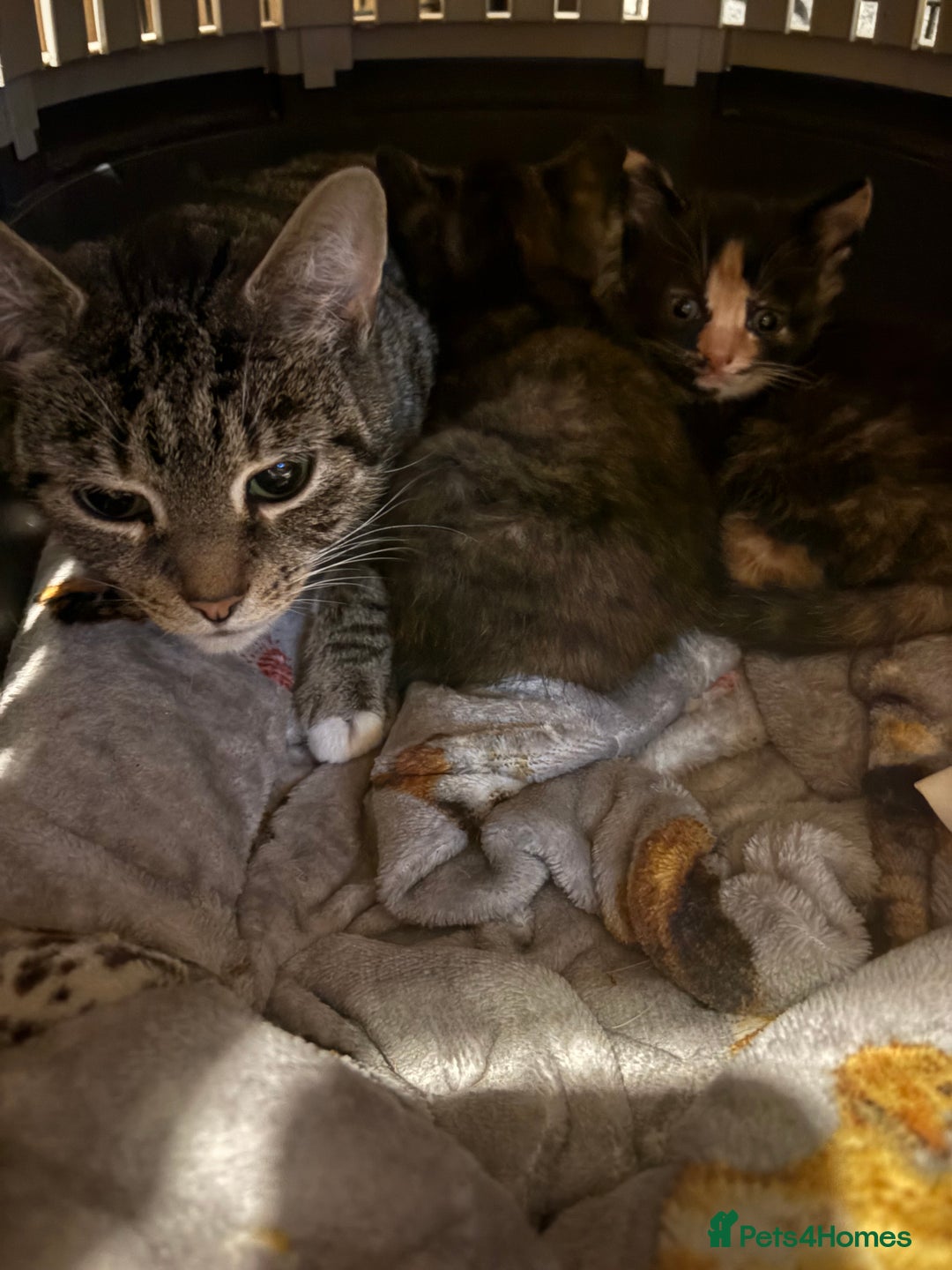 Mixed Breed cats for sale: 2 beautiful kittens  - Advert 7