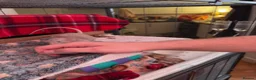 Rat rodents for sale: 3 sister rats  in Bristol - Advert 7