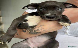 Mixed Breed dogs for sale: American bulldog X Dutch shepherd  - Image 2