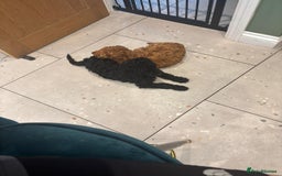 Labradoodle dogs for sale: Price reduced ready now Toy mini labradoodle f2bb  - Image 18
