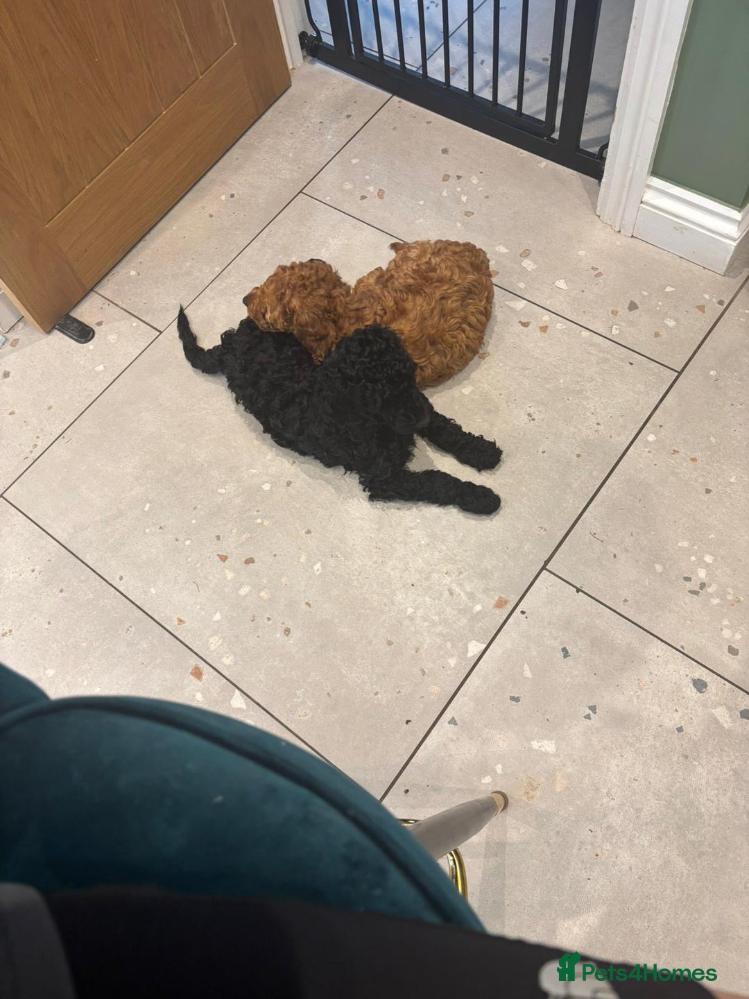 Labradoodle dogs for sale: Price reduced ready now Toy mini labradoodle f2bb  - Image 18
