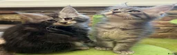 Maine Coon cats for sale: Maine coon kittens 🐱  in London - Advert 13