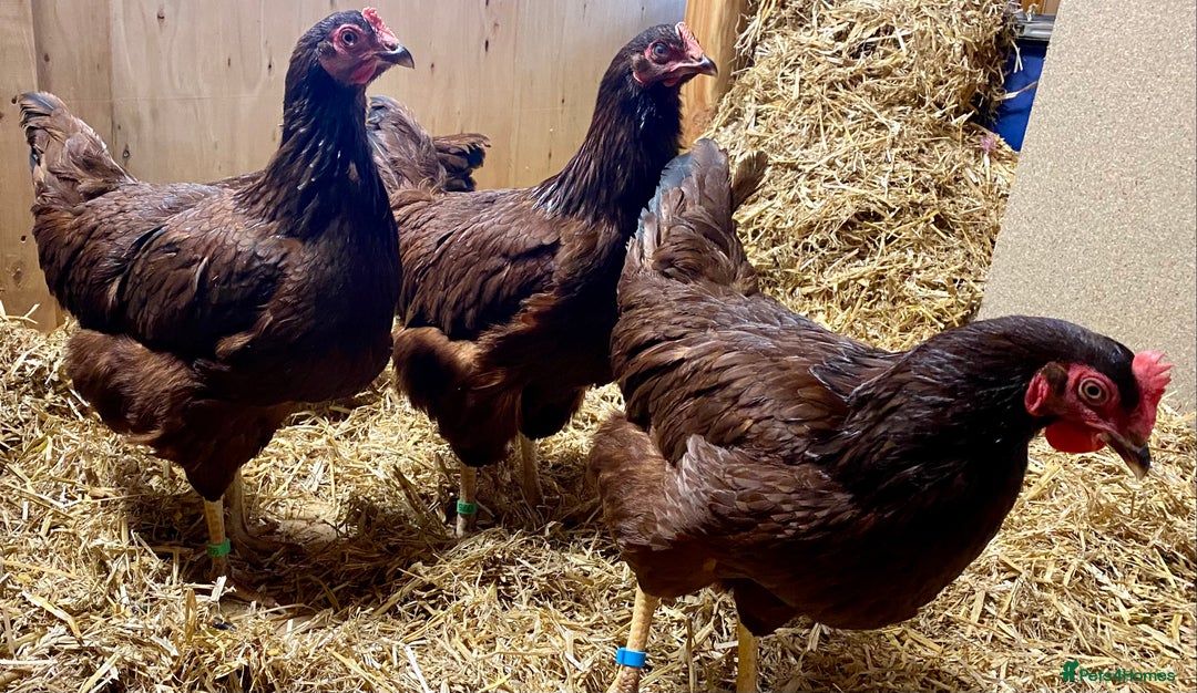 Chickens poultry for sale: Rhode Island Red - Advert 4