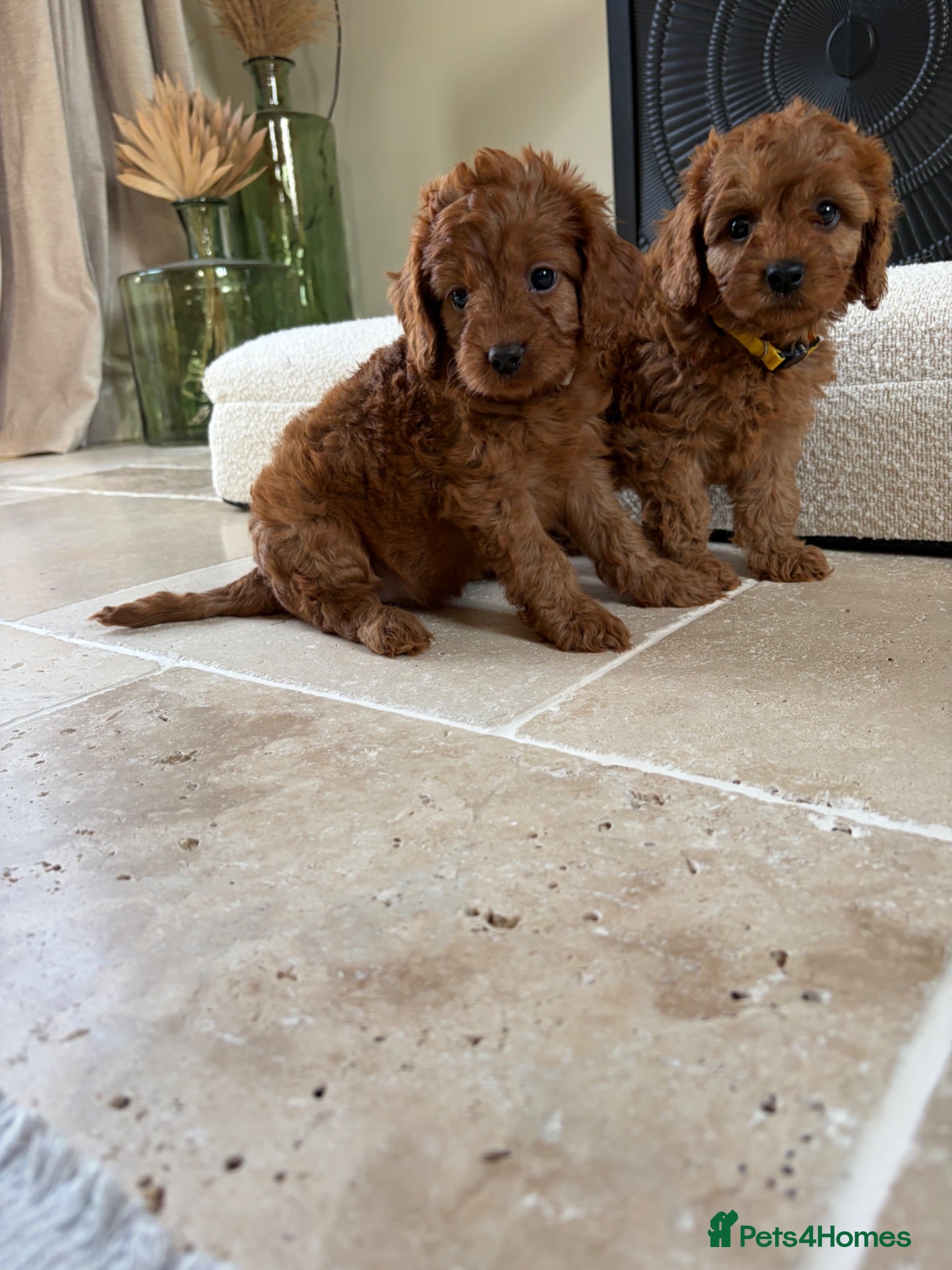 Cavapoo dogs DNA tested Dark red F1 cavapoo pups  - Advert 9