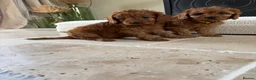 Cavapoo dogs for sale: DNA tested Dark red F1 cavapoo pups  - Advert 2