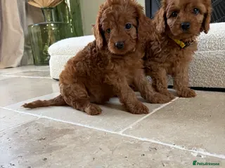 Cavapoo dogs DNA tested Dark red F1 cavapoo pups - Advert 1