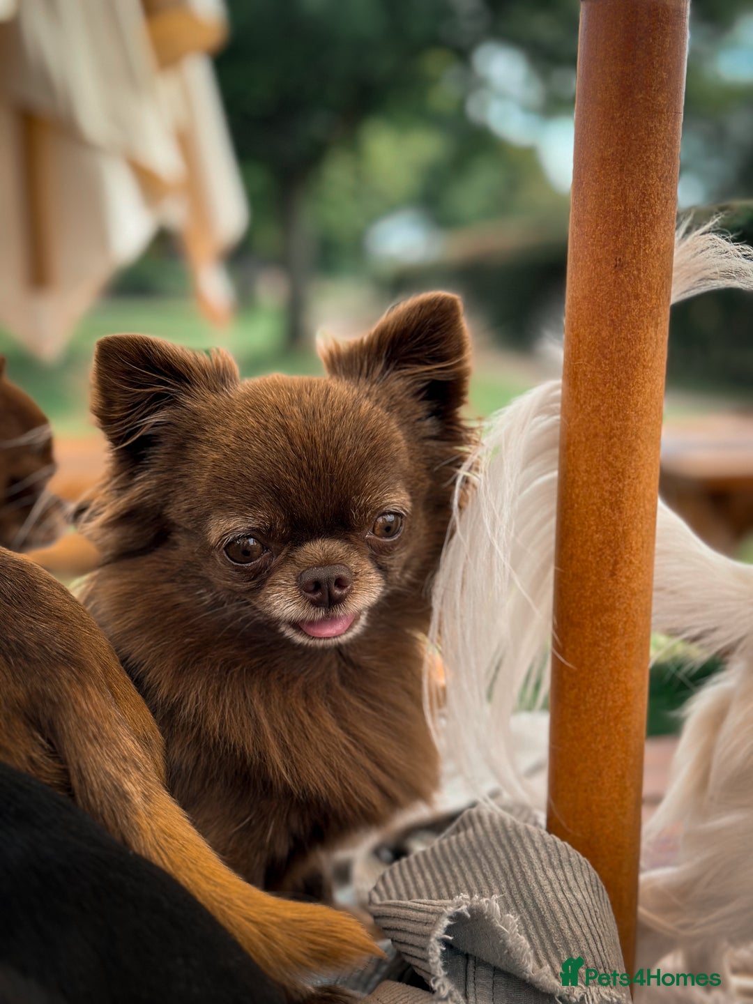 Chihuahua dogs for stud: ❤️ KC REG EXTENSIVELY HEALTH TESTED STUD ❤️ in London - Advert 24