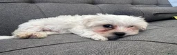 Maltese dogs for sale: Mini Maltese puppies for sale in Westgate-on-Sea - Advert 12