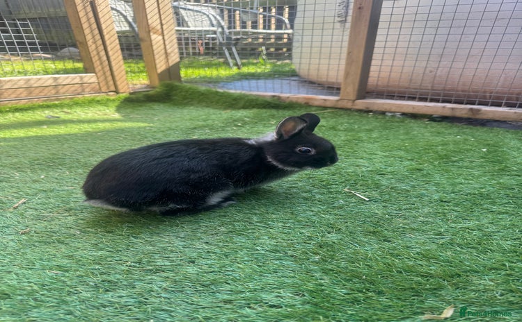 Netherland Dwarf rabbits - Advert 1