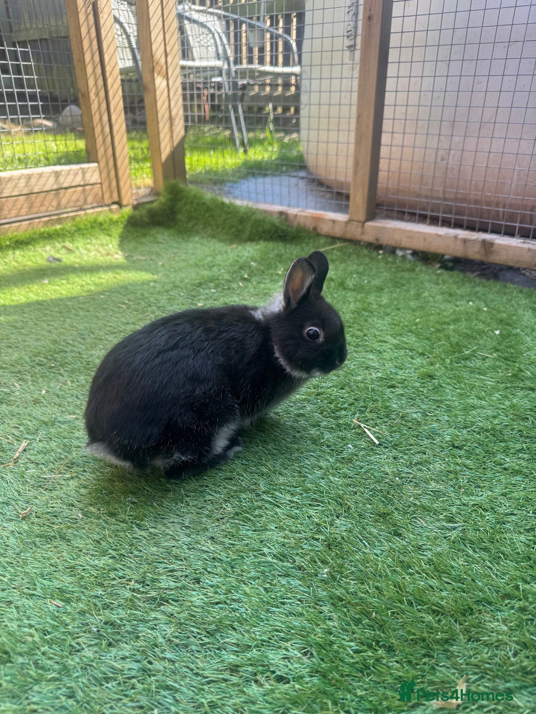 Netherland Dwarf rabbits for sale: Full set up and rabbit  - Image 1