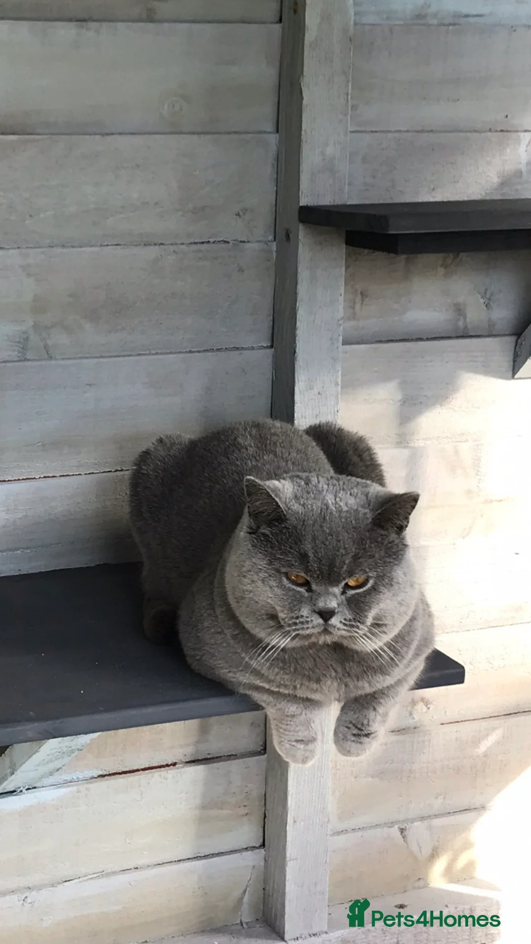 British Shorthair cats for stud: ⭐️ Beautiful blue stud Derbyshire ⭐️ in Derby - Advert 13