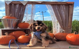 Cocker Spaniel dogs for sale: Gorgeously adorable Show Cocker Spaniels - Advert 29