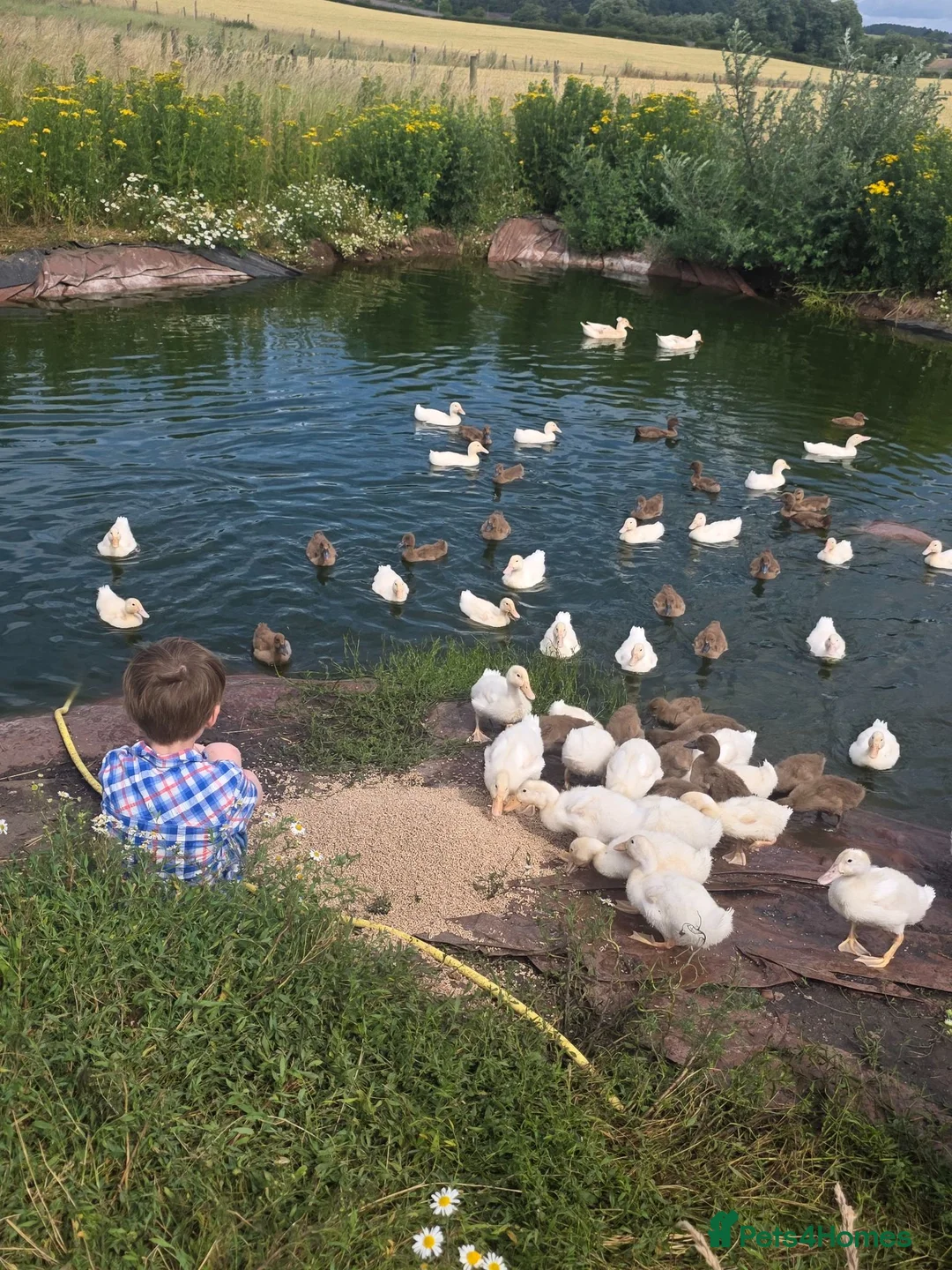 Ducks poultry for sale: 8 week old female cherry valleys and Karki  - Advert 3