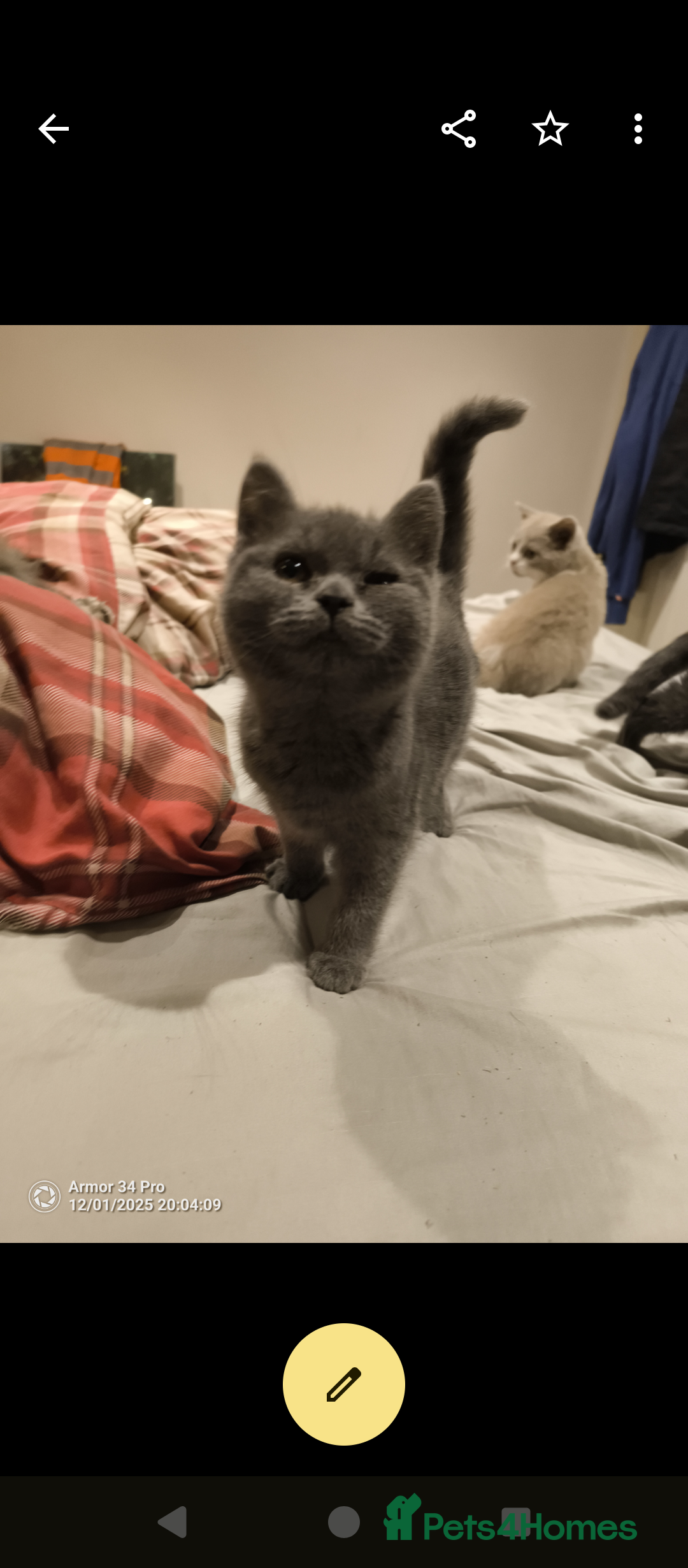 British Shorthair cats for sale: 3 beautiful little British short hair kittens   - Advert 6