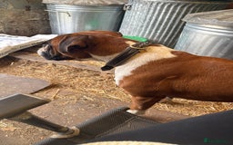 Boxer dogs for sale: Flashy red and white boxer  - Image 3