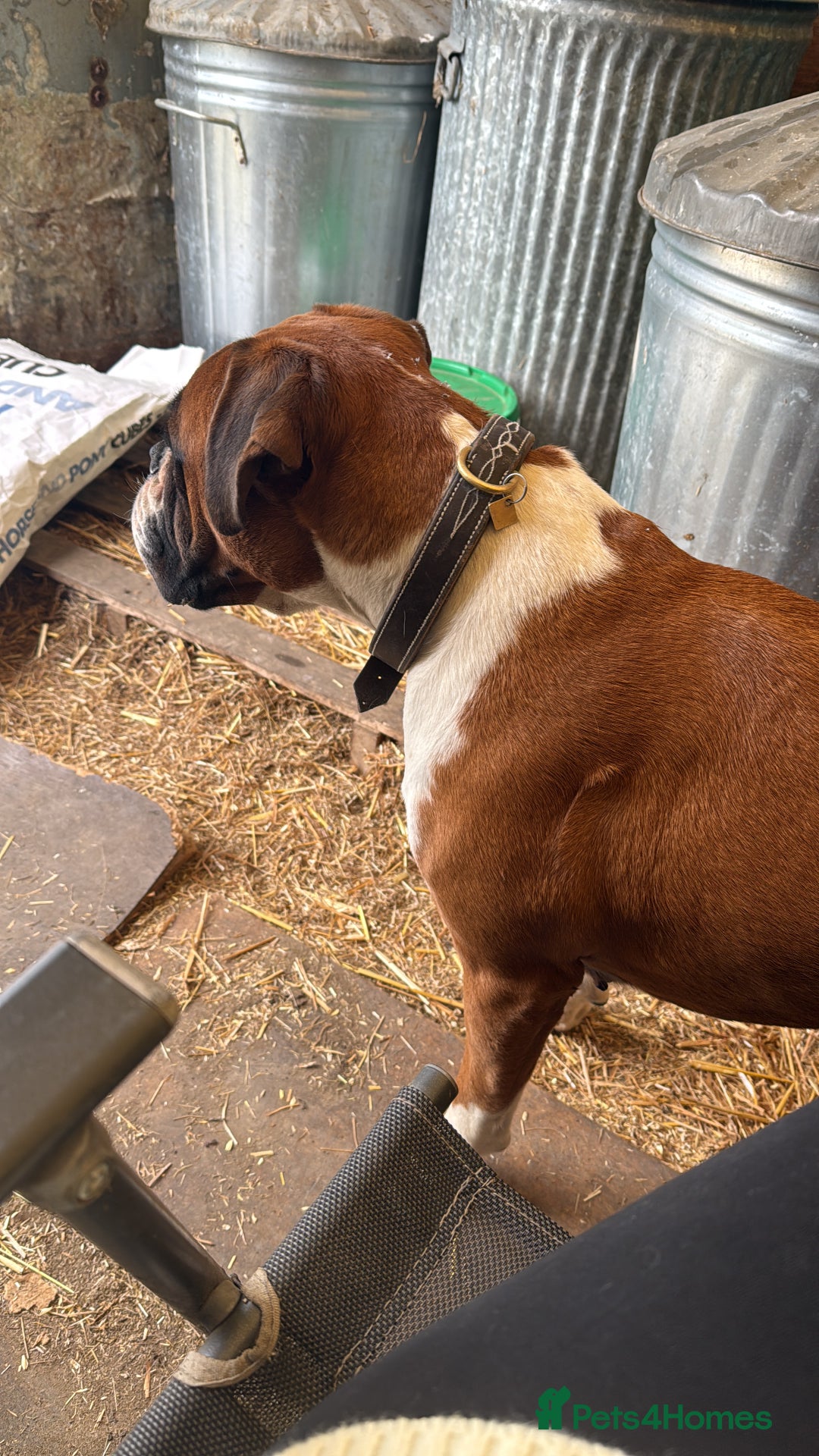 Boxer dogs for sale: Flashy red and white boxer  - Image 3