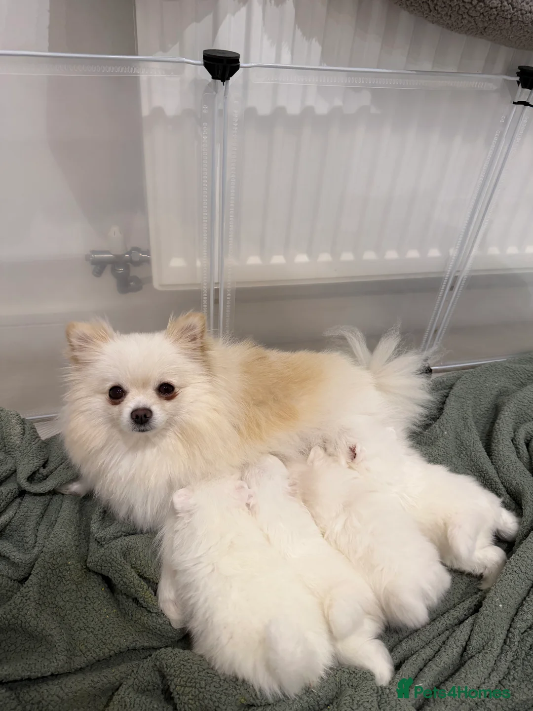 Pomeranian dogs for sale: 1 white pure bred pomerainian puppy left! - Advert 10