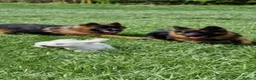 German Shepherd dogs for sale: Full pedigree German shepherd longhair  - Advert 4