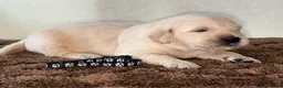 Golden Retriever dogs for sale: 🐾✨BEAUTIFUL GOLDEN RETRIEVER PUPS 🐾✨ in Maidstone - Advert 12