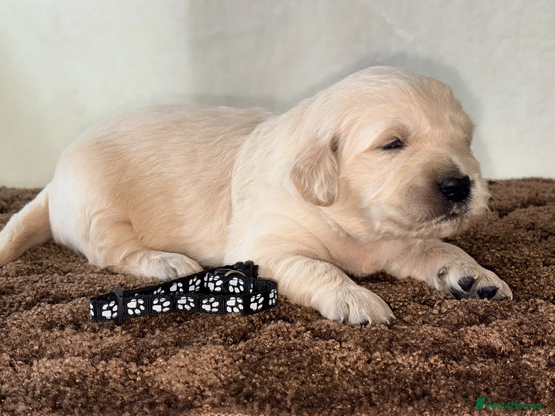Golden Retriever dogs for sale: 🐾✨BEAUTIFUL GOLDEN RETRIEVER PUPS 🐾✨ in Maidstone - Advert 12