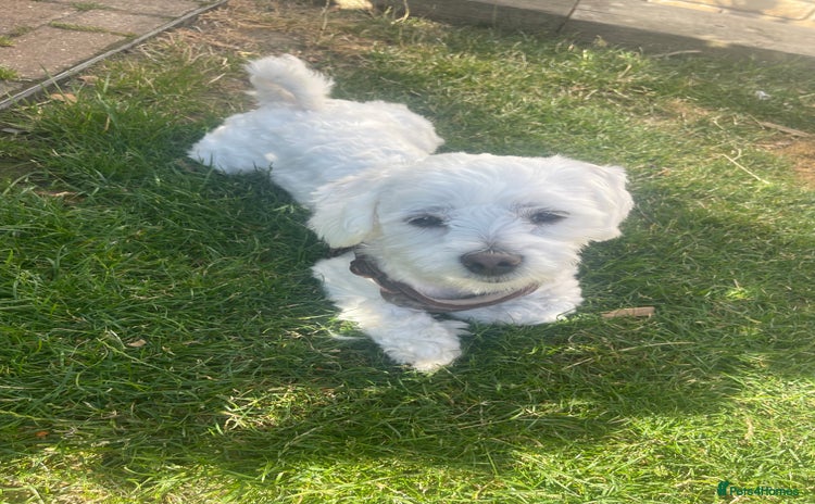 Bichon Frise dogs - Advert 1