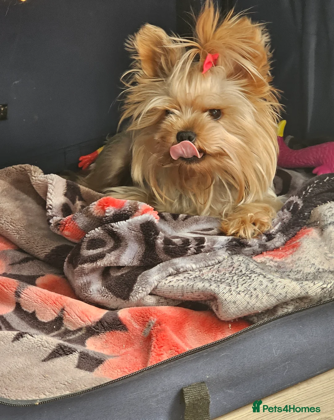 Yorkshire Terrier dogs for stud: YORKSHIRE TERRIER 🐶FULL KC REG.🐶 - Advert 1