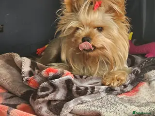 Yorkshire Terrier dogs YORKSHIRE TERRIER 🐶FULL KC REG.🐶 - Advert 17