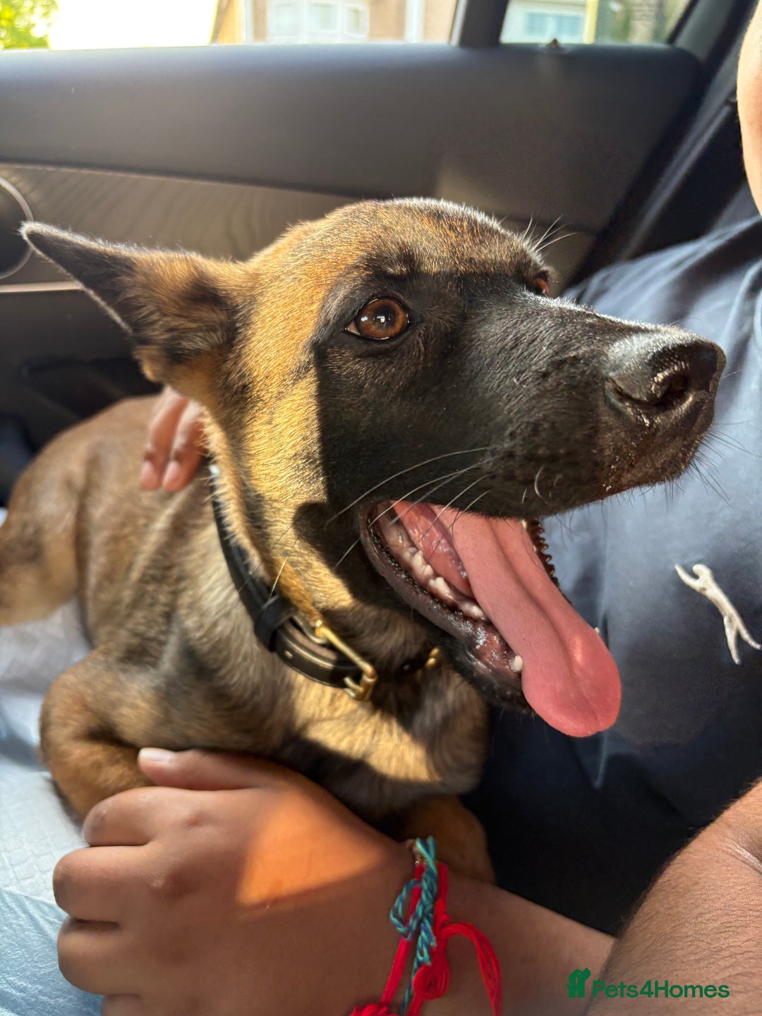 German Shepherd dogs for sale: BRUNO ~ STUNNING GERMAN SHEPHERD PUPPY - Image 7