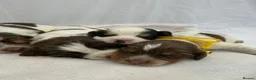 Cocker Spaniel dogs for sale: Bred From Extensively Health Tested Parents - Advert 35