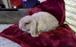 Mini Lop rabbits for sale: 🩷Beautiful Mini Lops🩷 ready now - Image 3