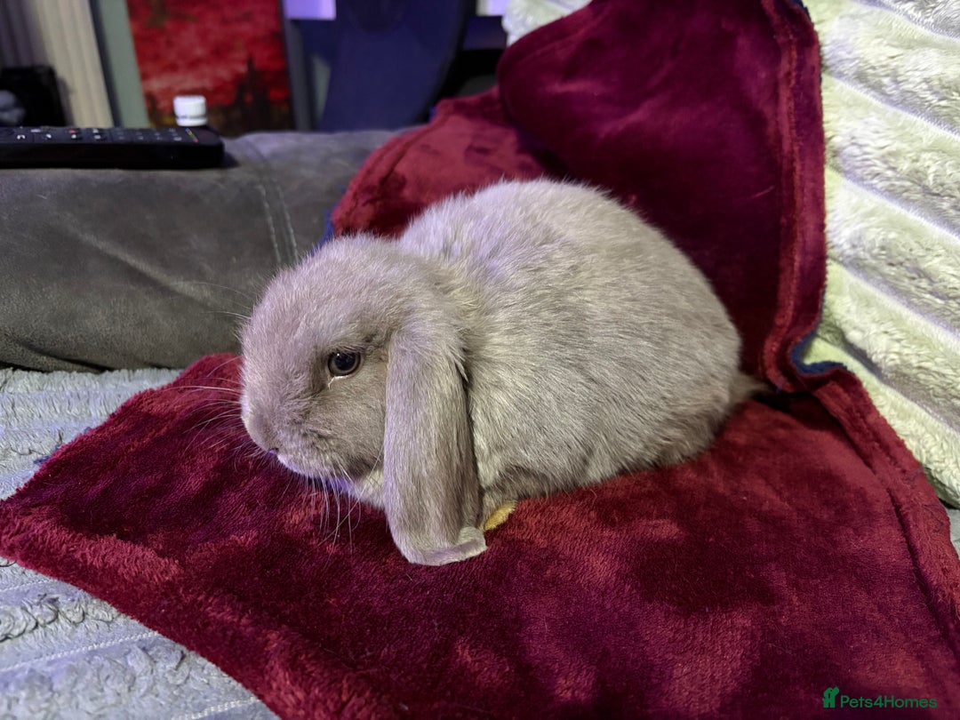Mini Lop rabbits for sale: 🩷Beautiful Mini Lops🩷 ready now - Image 3