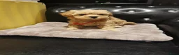 Maltipoo dogs for sale: Tiny Maltipoo F1 KC Parents Extensively DNA Clear  - Advert 12