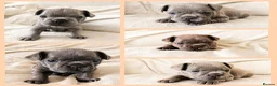 French Bulldog dogs for sale: Exceptional KC French Bulldog Puppies - Advert 1