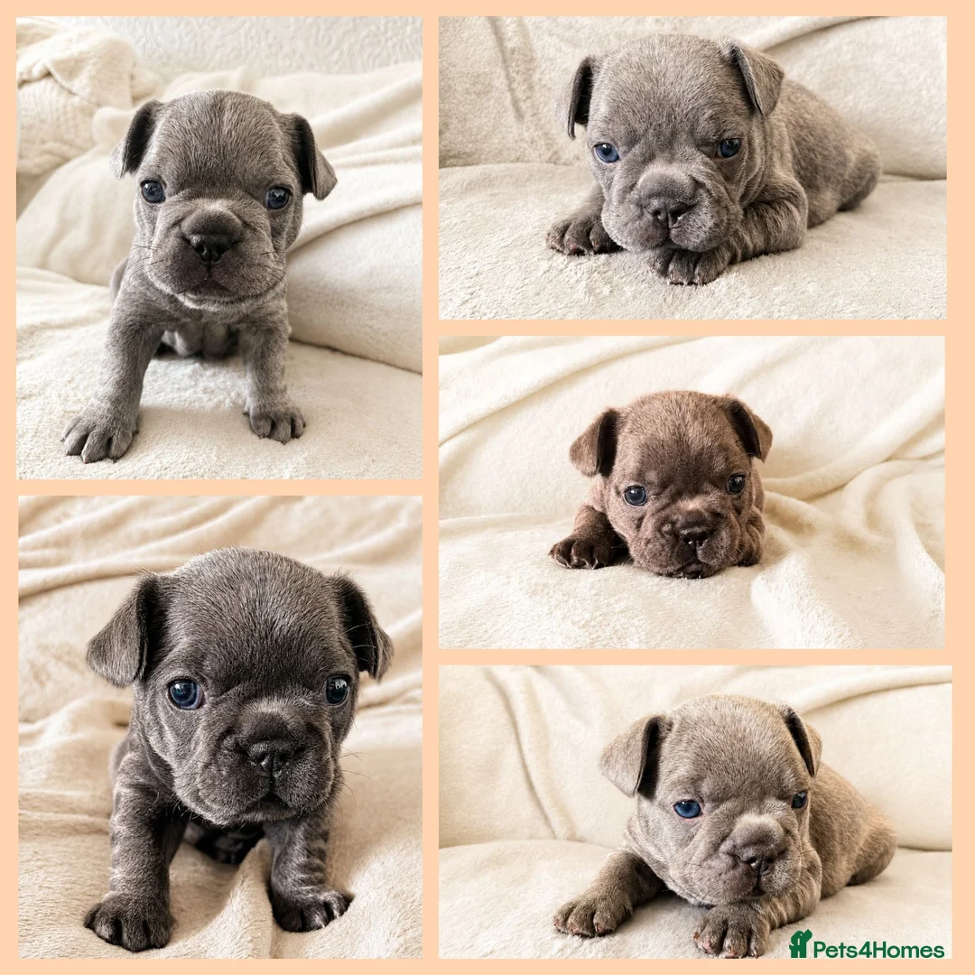 French Bulldog dogs for sale: Exceptional KC French Bulldog Puppies - Advert 1