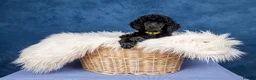 Standard Poodle dogs for sale: Showbred Standard Poodle Puppies - Advert 8