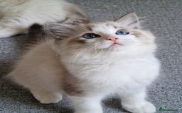 Ragdoll cats for sale: TICA seal lynx bicolour ragdoll kitten  - Image 12