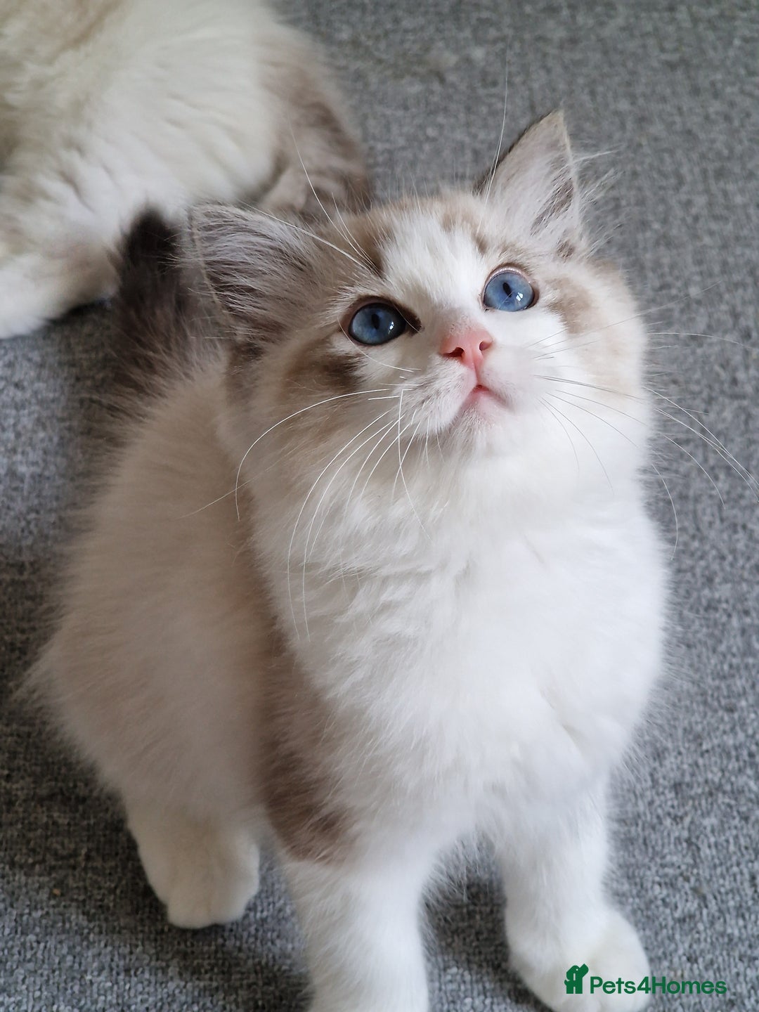Ragdoll cats for sale: TICA seal lynx bicolour ragdoll kitten  - Image 12
