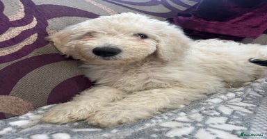 Goldendoodle dogs Golden doodle F1B stunning puppies  - Advert 8