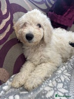 Goldendoodle dogs Golden doodle F1B stunning puppies - Advert 2