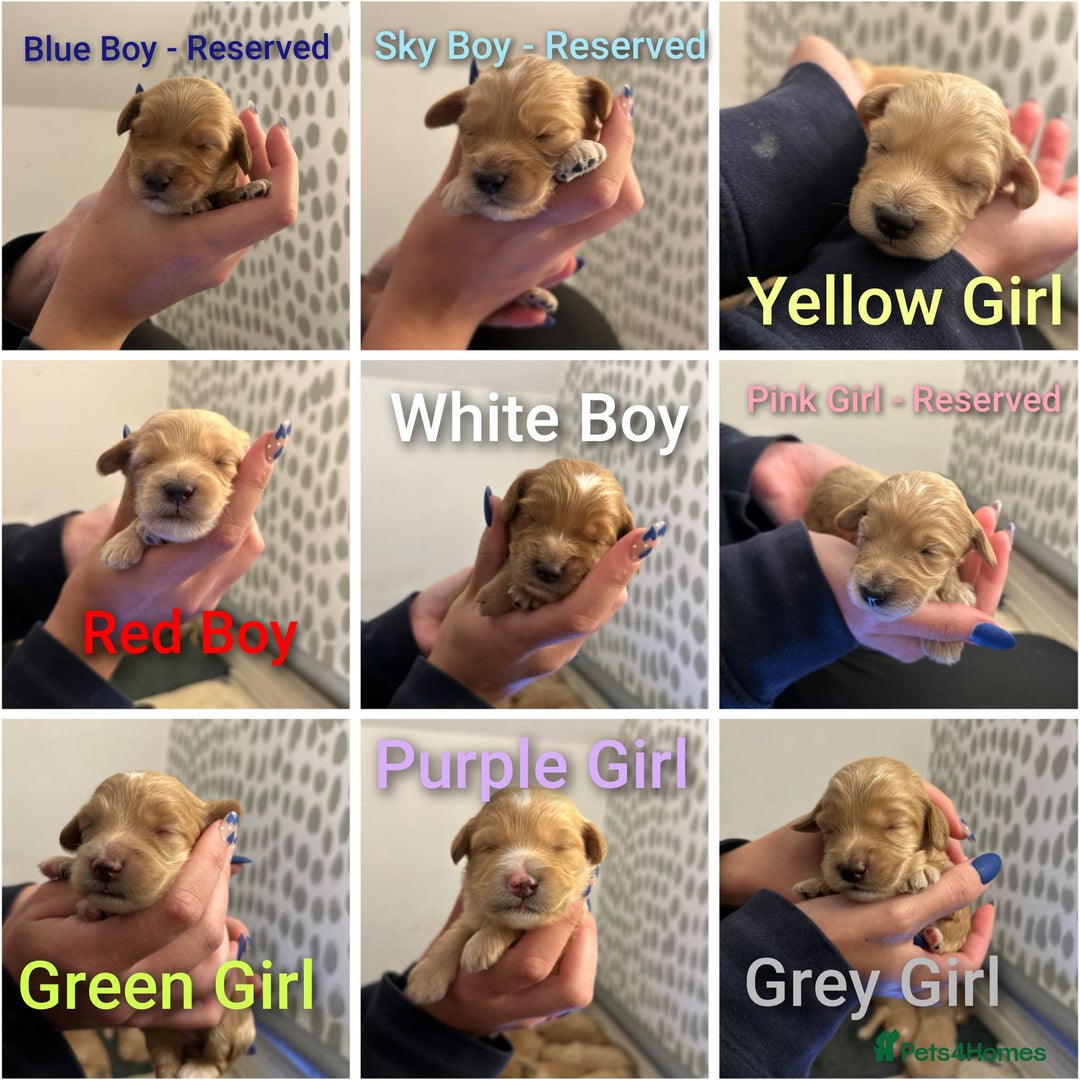 Cockapoo dogs for sale: F2 cockapoo’s for sale! 🌟  - Advert 1